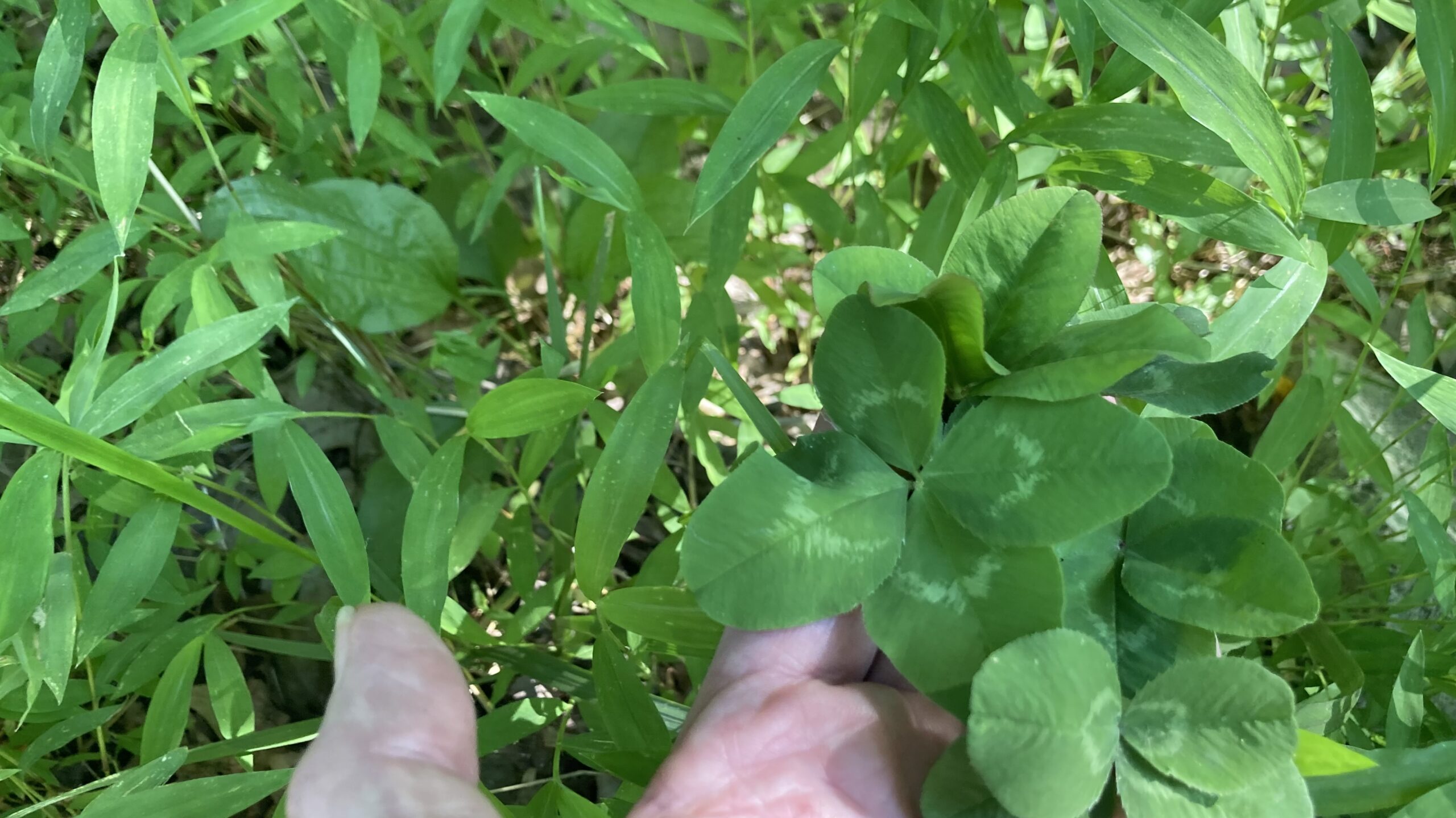 Why Is This Plant Here?